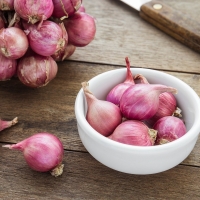 Shallot