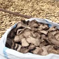 Konjac