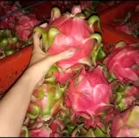 Dragon Fruit