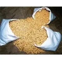 Soybean