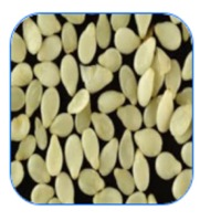 Sesame Seed