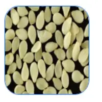 Sesame Seed