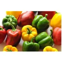 Capsicum