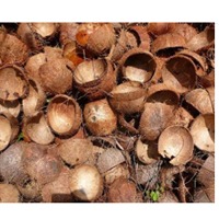 Cocunut Raw Materials