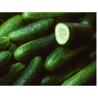SPCU10 Cucumber Seeds
