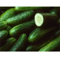 SPCU75 Cucumber Seeds