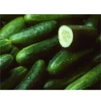 SPCU95 Cucumber Seeds
