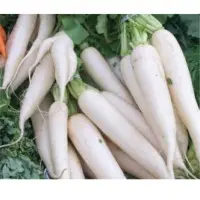 Flynn Radish (Hybrid) Seeds
