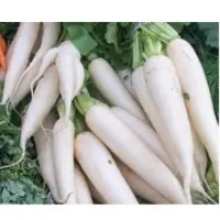 Ice Queen Radish (Hybrid) Seeds