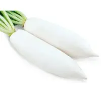 Mascot Radish (Hybrid) Seeds