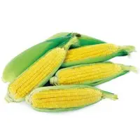 Great Jean Sweet Corn (Hybrid) Seeds