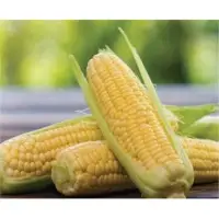 Modare F1 Hybrid Sweetcorn Seeds