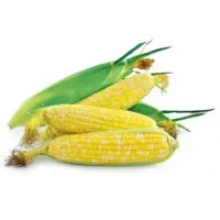 Royal Jean Sweet Corn (Hybrid) Seeds