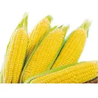 Super Gem Sweet Corn (Hybrid) Seeds