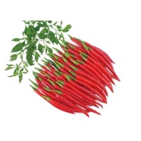 Jay Hot Pepper Seeds