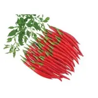 Jay Hot Pepper Seeds