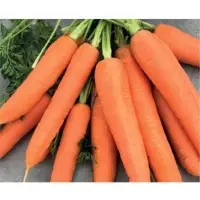 Apollo Carrot Seeds