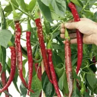 SPHP49 Hot Pepper Seeds