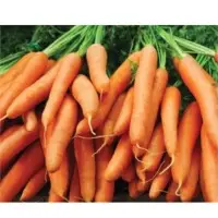 Gladiteur Carrot Seeds