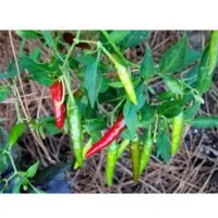 SPHP53 Hot Pepper Seeds