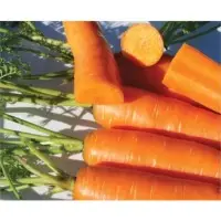 Grandeur Carrot Seeds