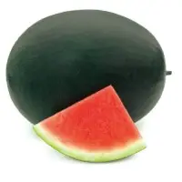 Chubbiness Seedless Watermelon Seeds