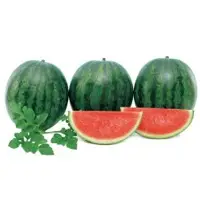 Gentility Seedless Watermelon Seeds