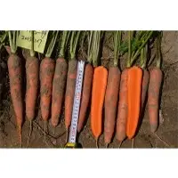GSDS-049 Carrot Seeds