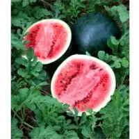 SPWM24 Watermelon Seeds