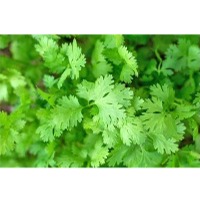 SP101 Coriander Vegetable Seeds