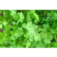 SP101 Coriander Vegetable Seeds