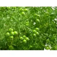 Star SP77+ Coriander Vegetable Seeds