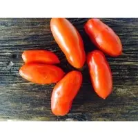 SPTM64 Tomato Seeds