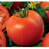 SPTM71 Tomato Seeds