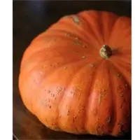 SPPK79 F1 Hybrid Pumpkin Seeds