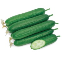 Aladdin Cucumber (Hybrid) Seeds