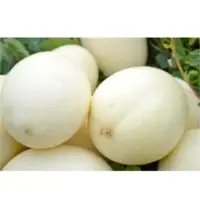 SPML65 Melon (Hybrid) Seeds