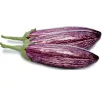 SP173-106 Eggplant (Hybrid) Seeds