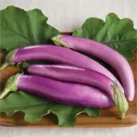 SPEP13 Eggplant (Hybrid) Seeds