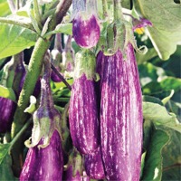 SPEP69 Eggplant (Hybrid) Seeds