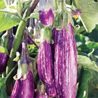 SPEP69 Eggplant (Hybrid) Seeds
