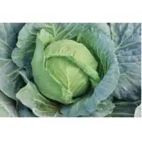 Green Crisp Cabbage Seeds