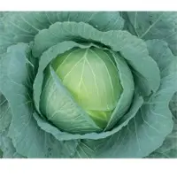 Green Tide Cabbage Seeds