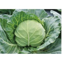 Joy Ball Cabbage Seeds