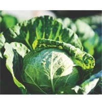 Palmer Cabbage Seeds