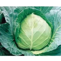 Tribute Cabbage Seeds
