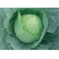 Well Top Cabbage Seeds