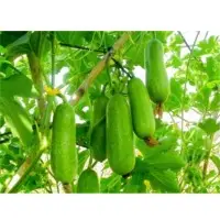SPWG50 F1 Hybrid Wax Gourd Seeds