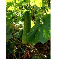 SPWG63 F1 Hybrid Wax Gourd Seeds