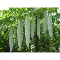SPSG60 F1 Hybrid Snake Gourd Seeds